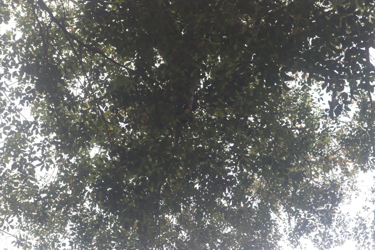 Hymenaea verrucosa Gaertn.